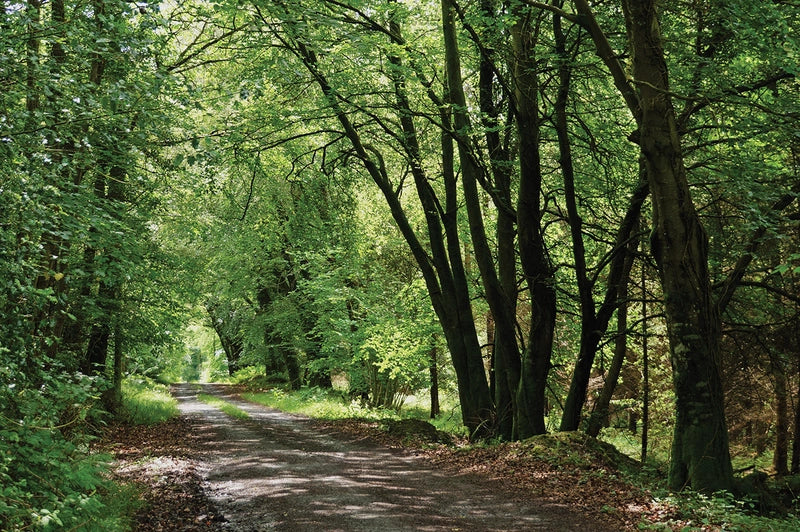 Walking The Wicklow Way (Eng)